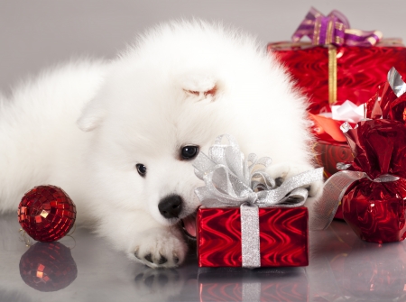 Japanese white spitz and New Year gift の写真素材