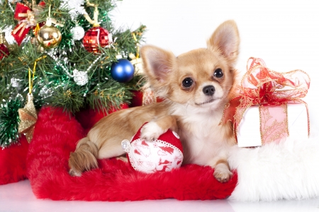Chihuahua hua and New Year giftsの写真素材