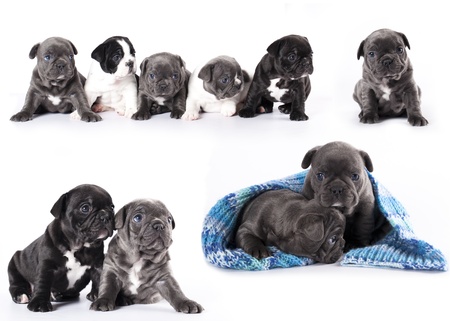 French bulldog puppiesの写真素材