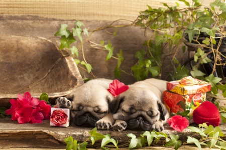 pug puppy and gift  boxの写真素材