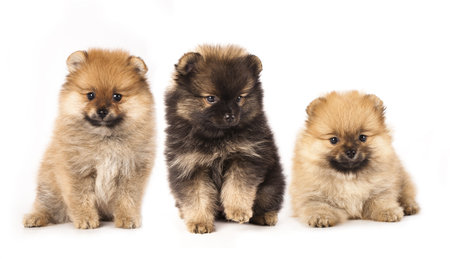 pomeranian spitzの写真素材