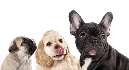 Cat and dog, group of dogs and kitten looking up