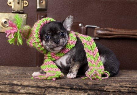puppy wearing a knit hatの写真素材