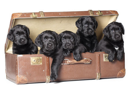 Labrador puppies sitting in a retro suitcaseの写真素材