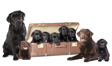 Labrador puppies litter, dog family の写真素材