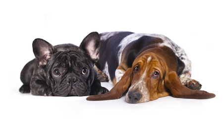 french bulldog and basset Houndの写真素材