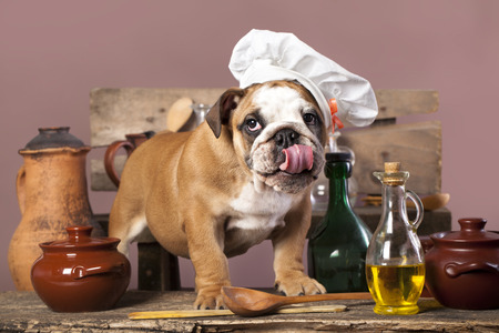 english Bulldog puppy in chefの写真素材