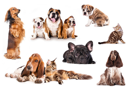  Group of cats and dogs in front of white backgroundの写真素材