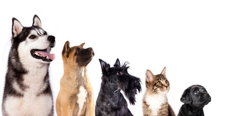 Cat and dog, group of dogs and kitten  looking upの写真素材