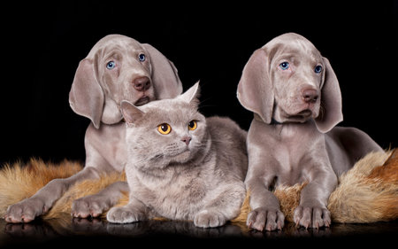 weimaraner puppy and British catの写真素材
