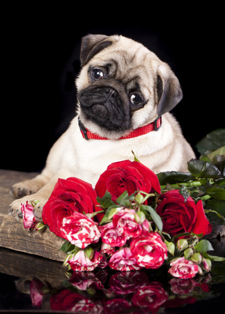 pug puppy and flowersの写真素材
