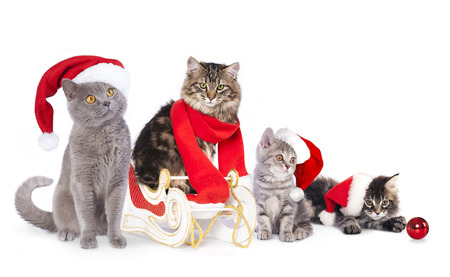 cat  a santa hatの写真素材