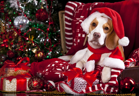 dog in a Santa Claus hat and presentの写真素材