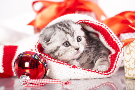 kitten christmasの写真素材
