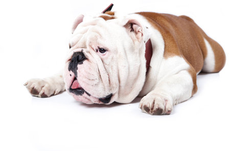 puppy english bulldog puppyの写真素材