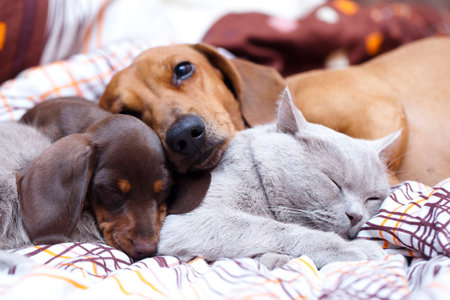 Dog dachshundの写真素材