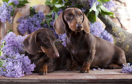Dog dachshundの写真素材