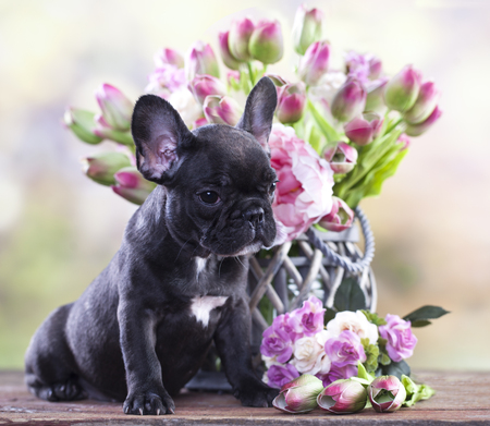 french bulldog puppy and a bouquet of flowersの写真素材