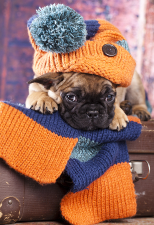 french bulldog puppy in hat hand-knittedの写真素材