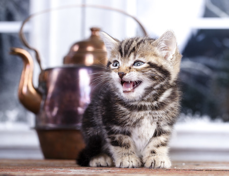Cute American shorthair cat kittenの写真素材