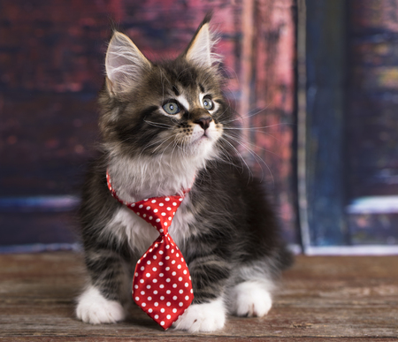 Kitten in a tie, little gentlemanの写真素材