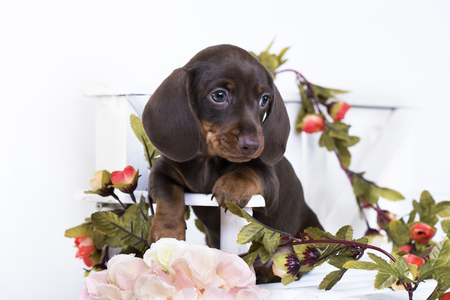 Puppy dachshund, miniature brown-tan colorの写真素材