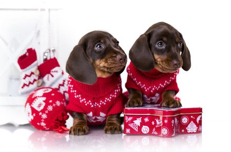 Puppy dachshund, New Year's puppy, Christmas dogの写真素材