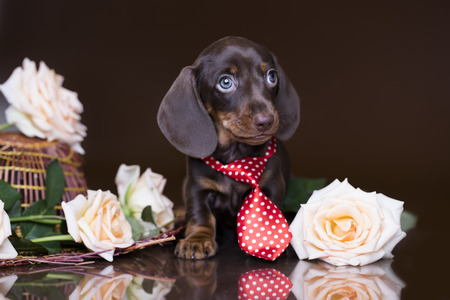 Puppy dachshund, miniature brown-tan colorの写真素材