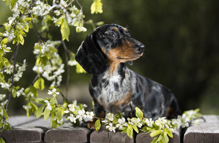Dog dachshund in the garden among the flowering tree branchesの写真素材