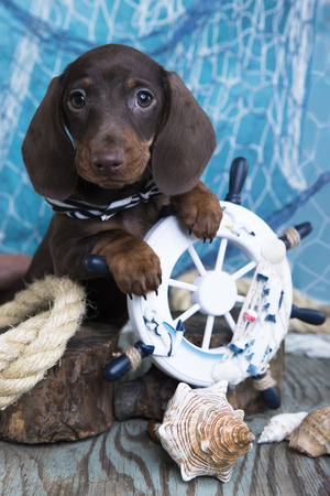 Dachshund puppy  sailor and sea decorationsの写真素材