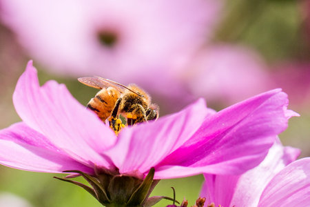 bee
