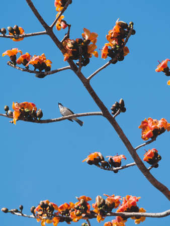 Kapokの写真素材