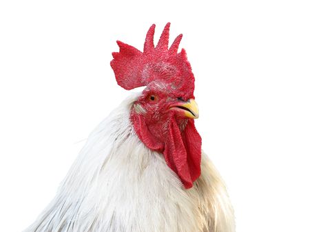 white cock head (close-up, isolated)の写真素材