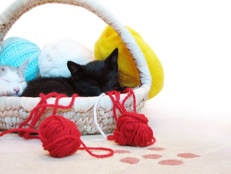 kitty sleeping in the basket with yarn for knittingの写真素材