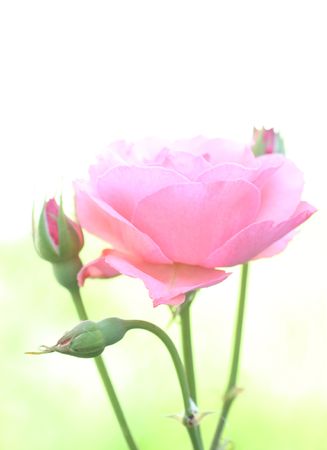 one tender pink rose flower head, macroの写真素材
