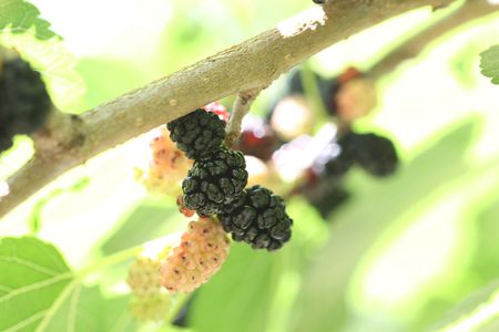 mulberries on the treeの写真素材