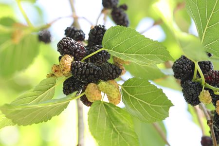 mulberries on the treeの写真素材