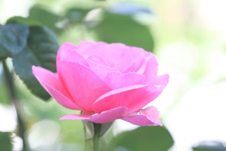 pink rose, macroの写真素材