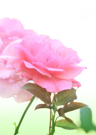 tender pink rose, flowerの写真素材