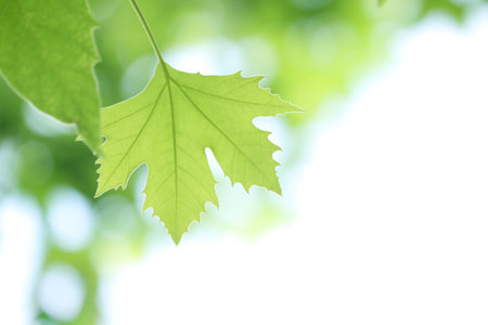 tree branch with green leaves