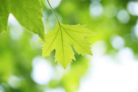 tree branch with green leavesの写真素材