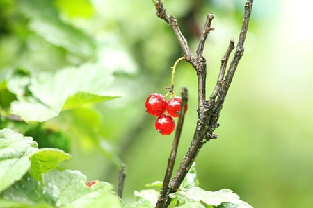 redcurrant berry on the branchの写真素材
