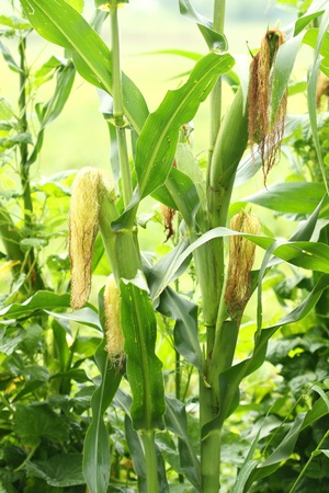 field of green cornの写真素材