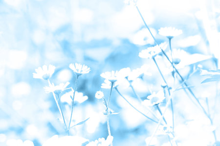 abstract flowers backgroundの写真素材