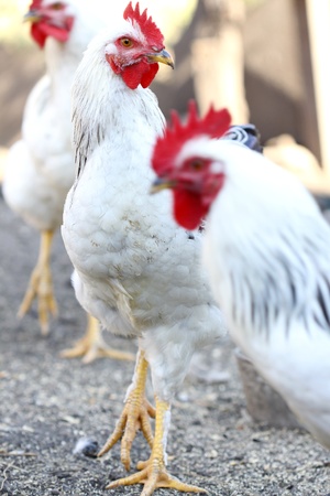 rooster and hens, poultry on the farm yardの写真素材