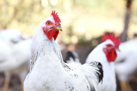 rooster and hens, poultry on the farm yardの写真素材