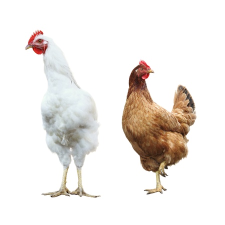 funny surprised rooster and hen, isolatedの写真素材