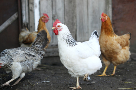 hens, poultry on the farm yardの写真素材
