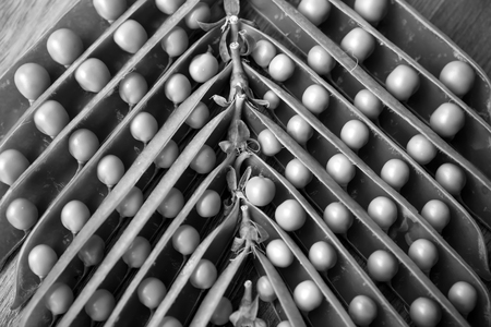 green peas, open pea sticks. monochromeの写真素材
