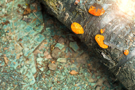 texture of a blue stone on the bank of a mountain river